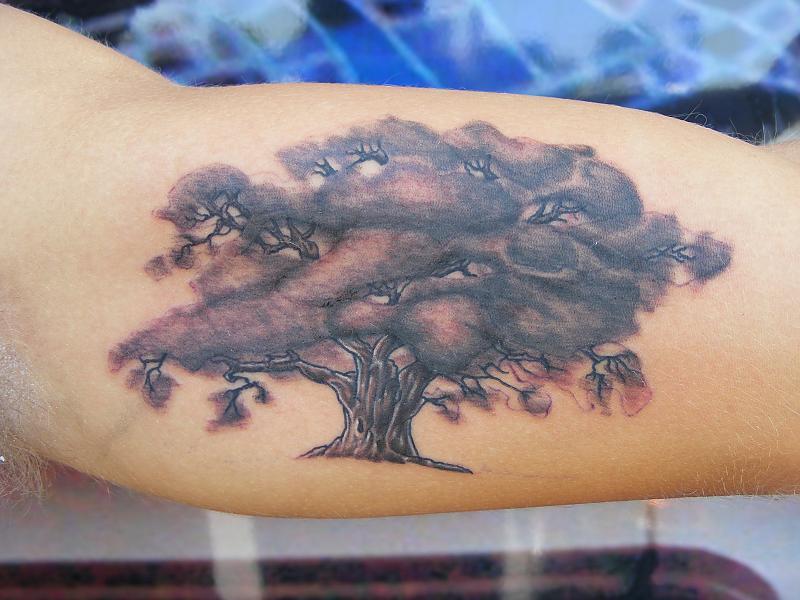 Oak tree on under arm