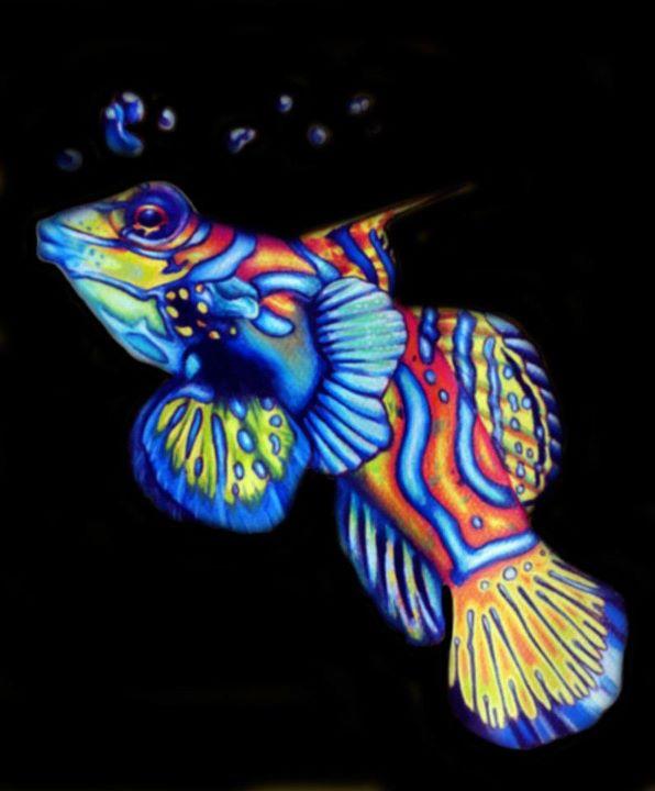 Psychedelic fish