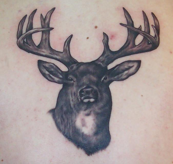 deer buck portrait 3-3-09
