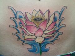 lotus on belly