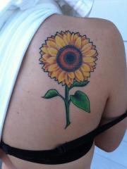 Healed sunflower
