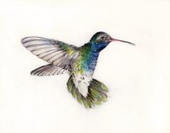 hummingbird 2013
