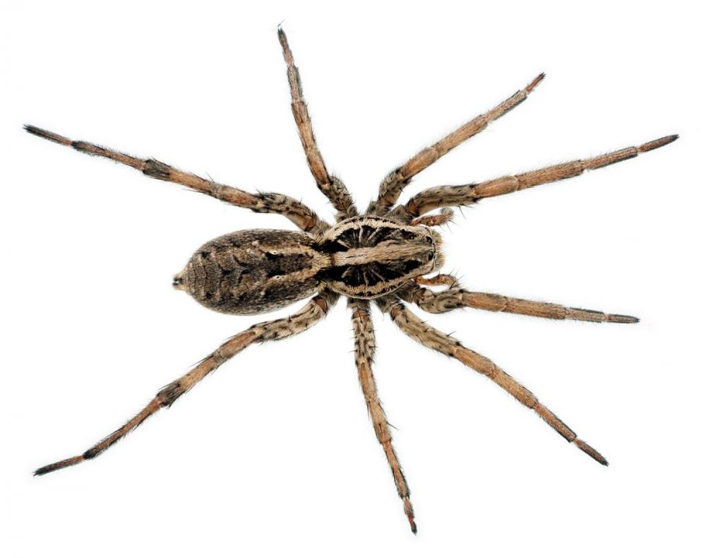 ter-insects-wolf-spider-article-2.jpg